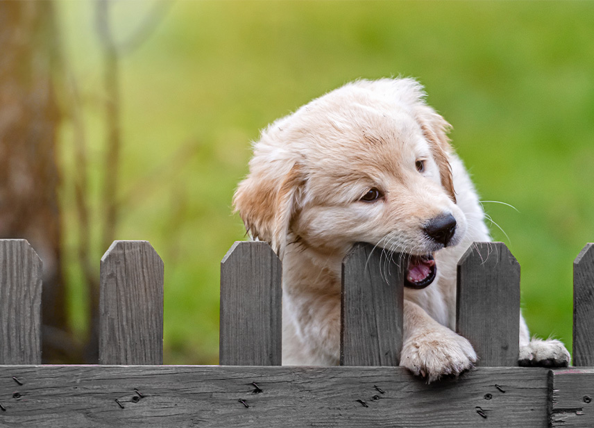 Fenced Backyards-image